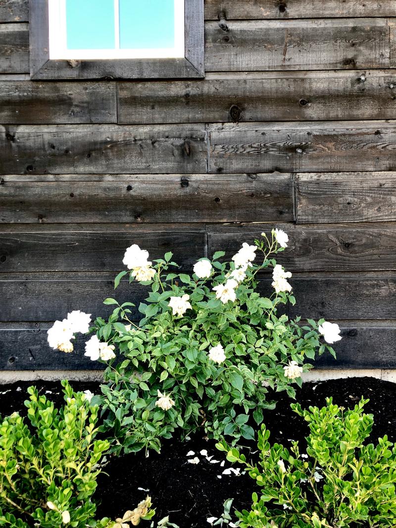 Boxwood and roses
